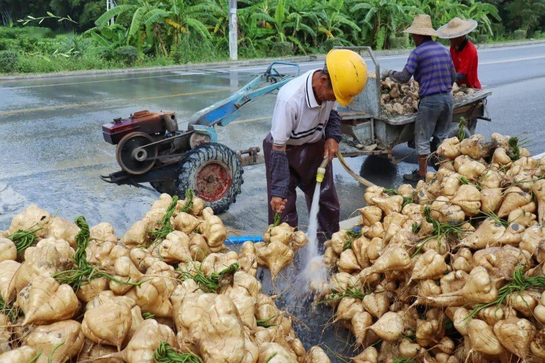 农户介绍道,自家种植了近5亩的沙葛,二月初种下,九月中旬开始收成