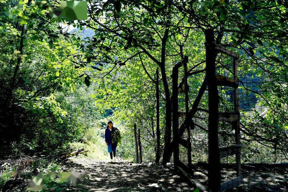 丹凤这位74万粉丝的网红直播卖芦花鸡两个月不到预售出80万元