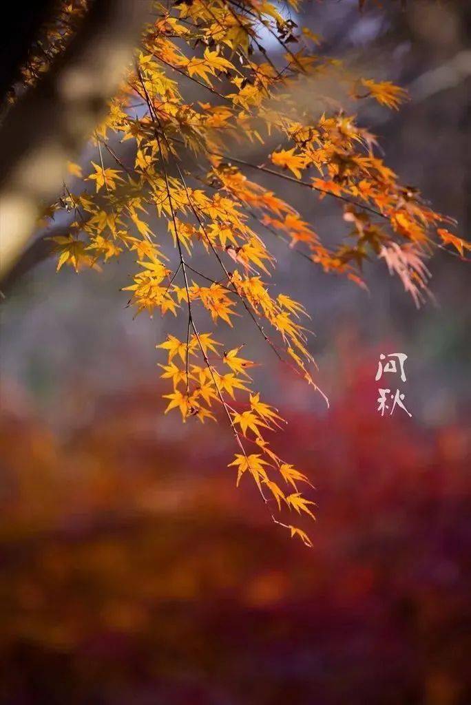 古琴《梧叶舞秋风》| 清瑟,淡远,适宜一人听._问君