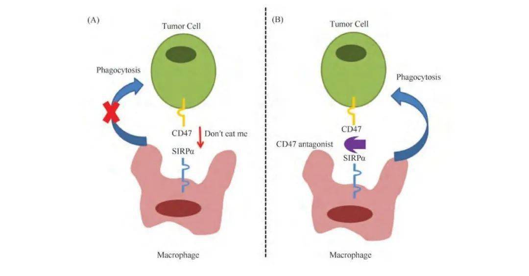 CD47“拍了拍”SIRPα，并留言“自己人，别吃我”！_肿瘤
