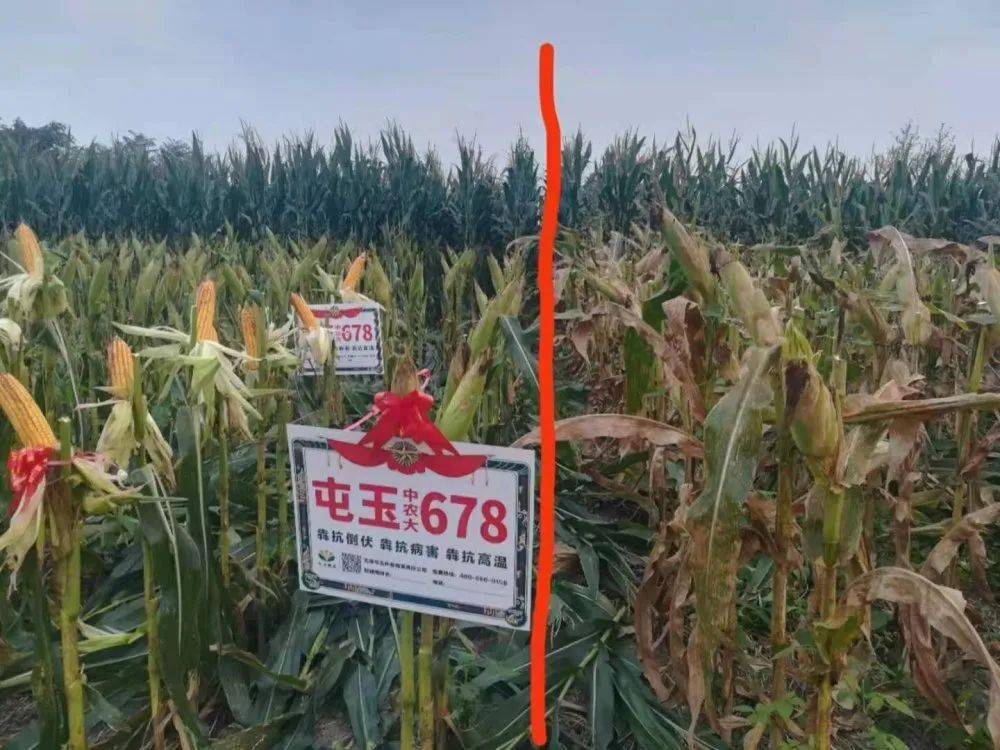 观摩预订为何要选屯玉犇抗中农大678