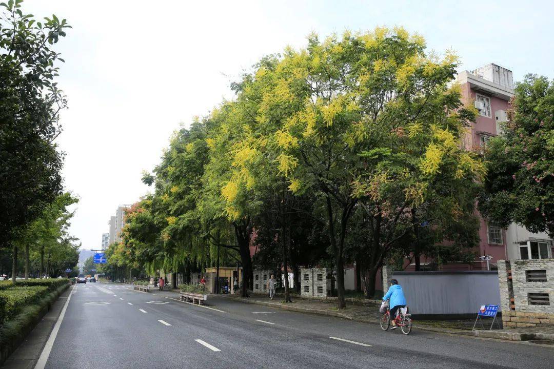 小河路黄山栾树为落叶乔木,株高15-20米,大型圆锥花序,花金黄色