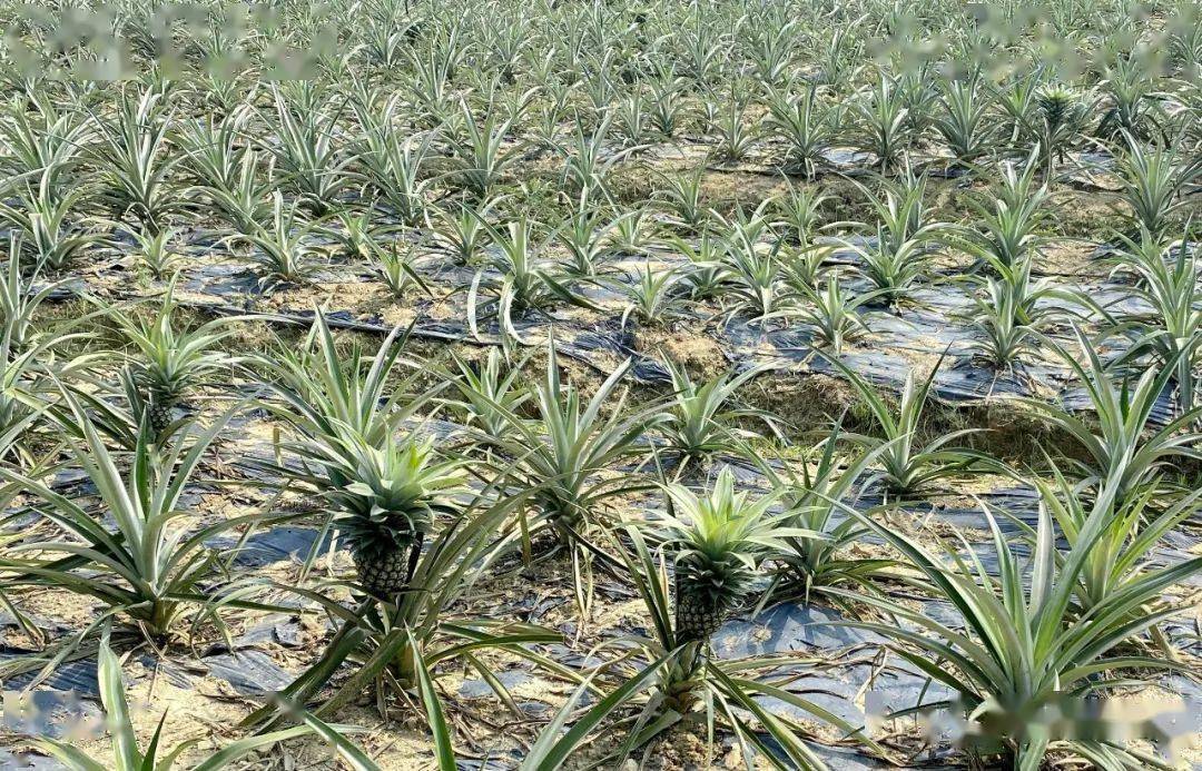 善用山坑地良村农户种上百亩凤梨