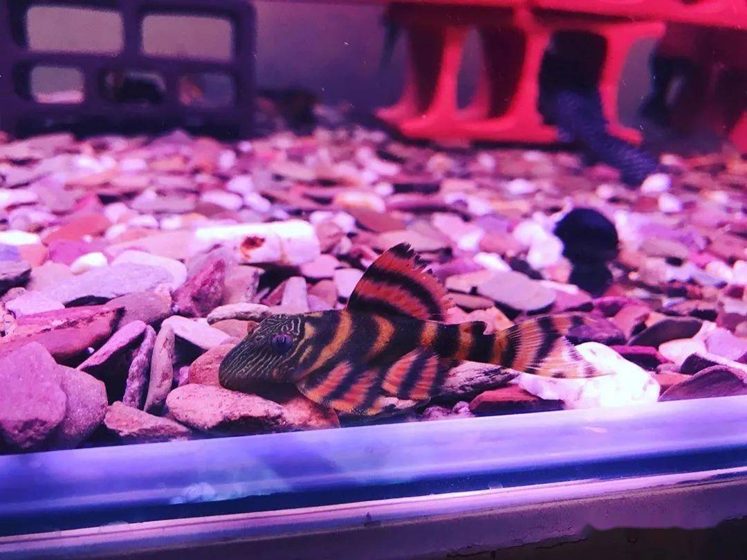 每天认识一种南美鱼98阿莲卡红老虎