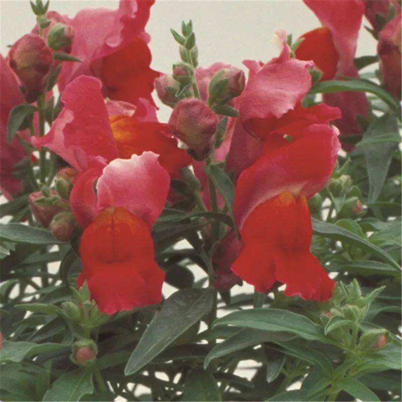 热销推荐丨早春缤纷色彩,金鱼草带你畅游花海