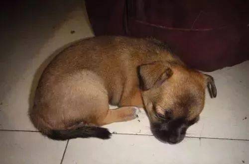 屠夫杀狗它们流泪小狗叼走屠刀帮母亲屠夫下跪发誓不再杀狗