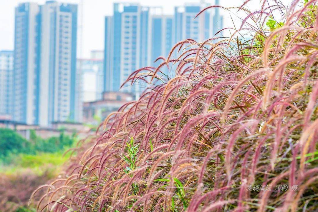 清远市区3公里紫狼尾草美成了浪漫的诗,您竟然不知道?