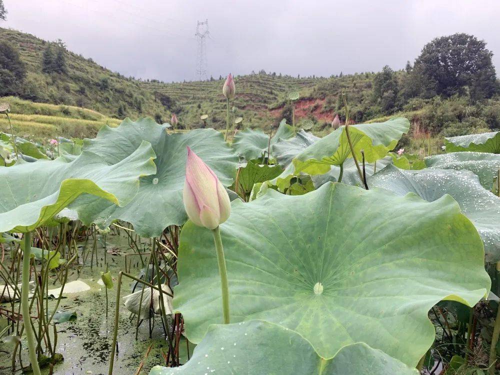 瑞金乌溪村产业搞得活日子有奔头