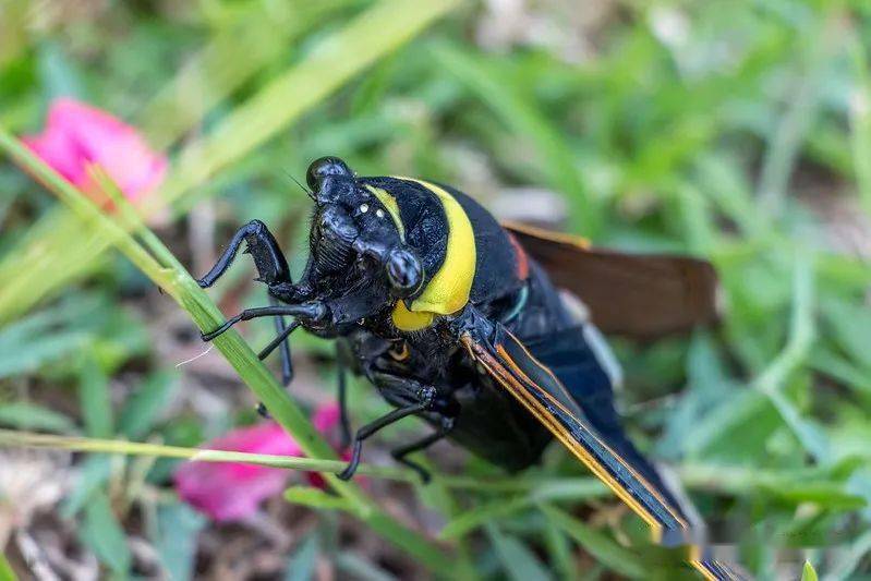 物种图册青襟油蝉公布44期猜动物的答案