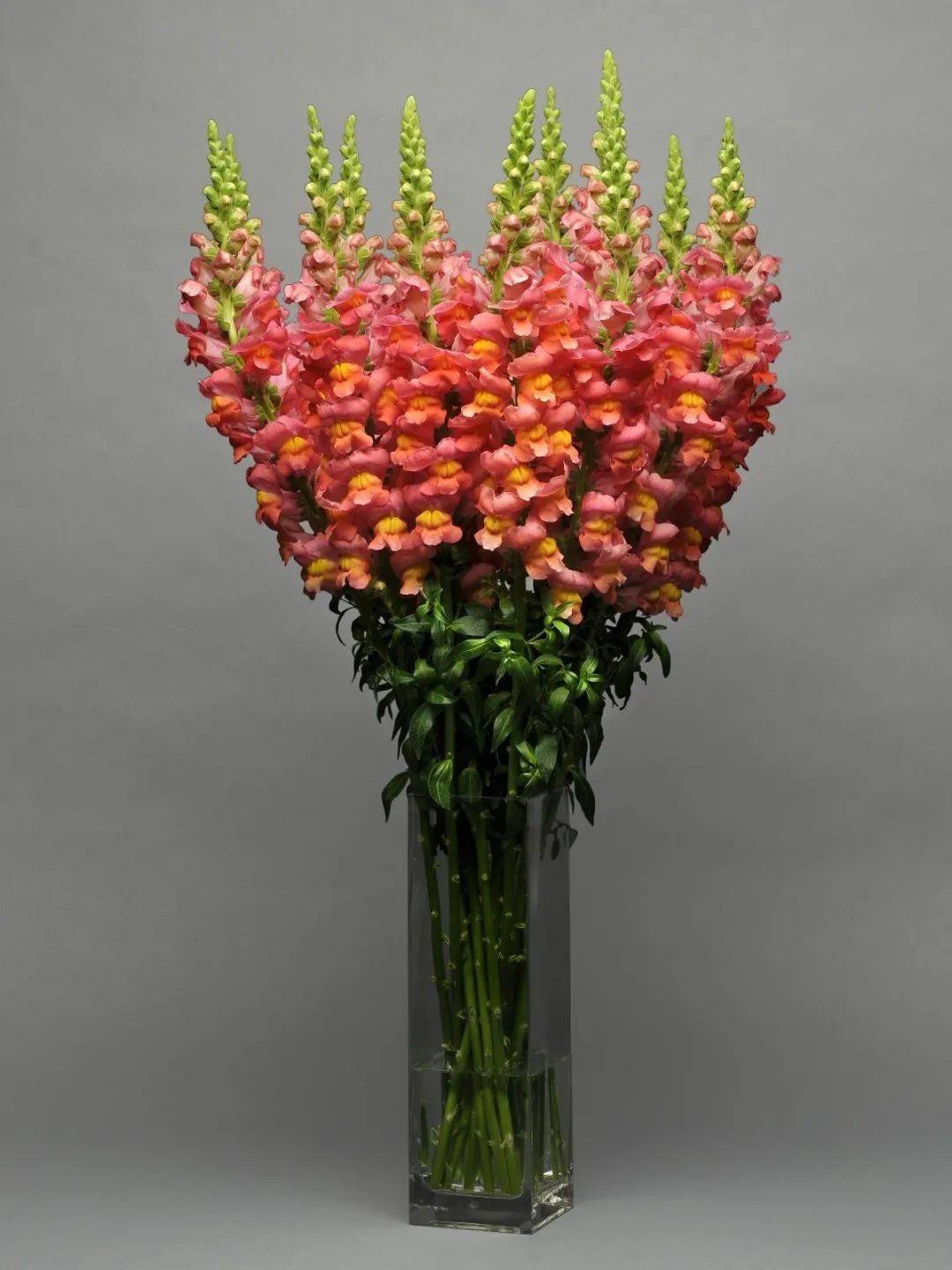 热销推荐丨早春缤纷色彩,金鱼草带你畅游花海