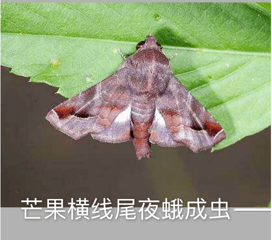 虫害横线尾夜蛾来袭芒果能不能丰产就看这次预防了