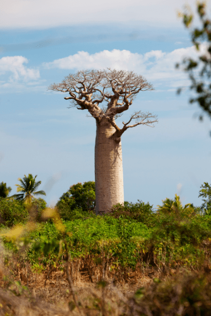 【马达风情】时隔八个月再见我的baobab