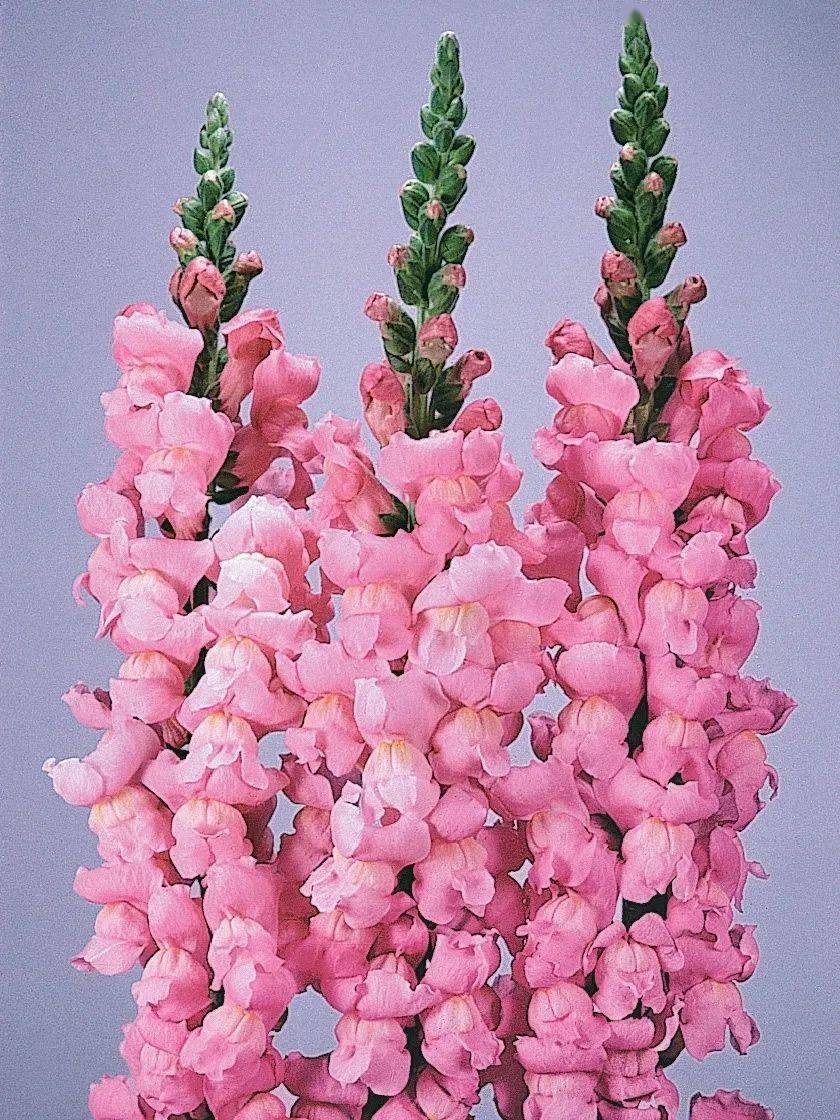 热销推荐丨早春缤纷色彩,金鱼草带你畅游花海