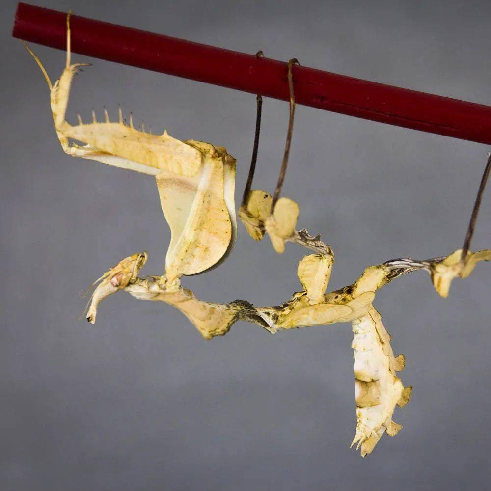 魔花螳螂——世界上体型最大的螳螂有多美?