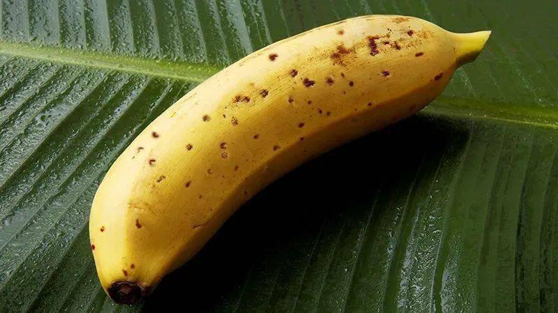 其中最适合大规模种植的品种就是香芽蕉,也叫华蕉