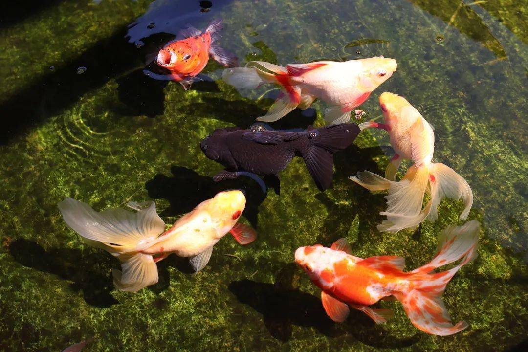 2020年宫廷金鱼特展今天开幕啦品种之多历史少有