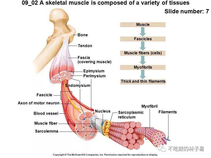 训练使得肌肉体积变得肥大(目前也有认为分成肌浆肥大和肌纤维肥大)