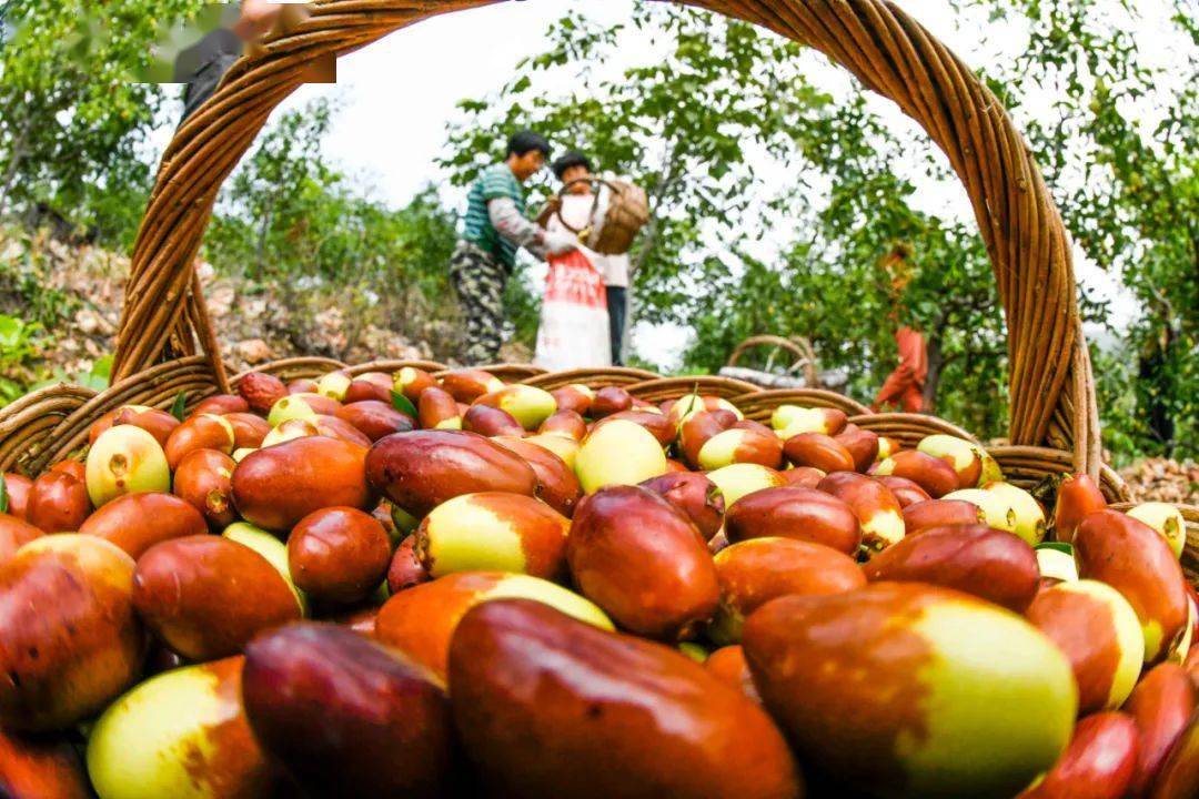 走到遵化这里摘枣去