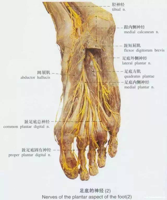 干货必备踝足解剖