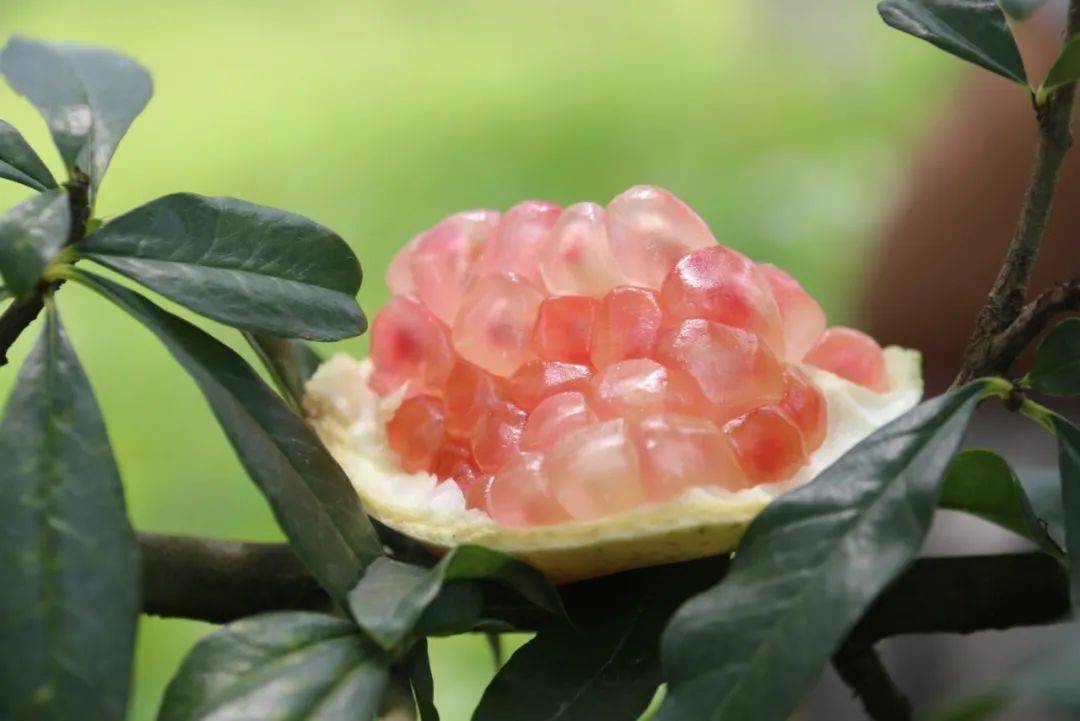 产地食材 ▎蒙自:安石榴让我和全国的朋友们结福缘