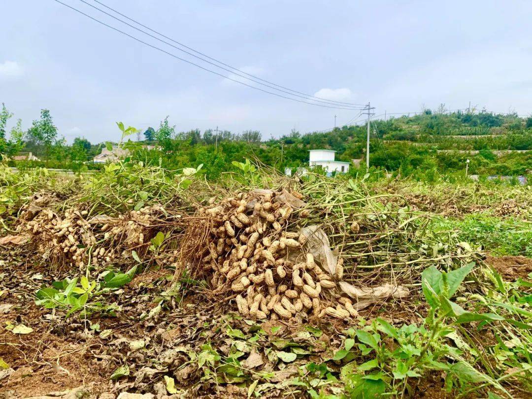 张格庄镇东风村混搭田花生迎来大丰收