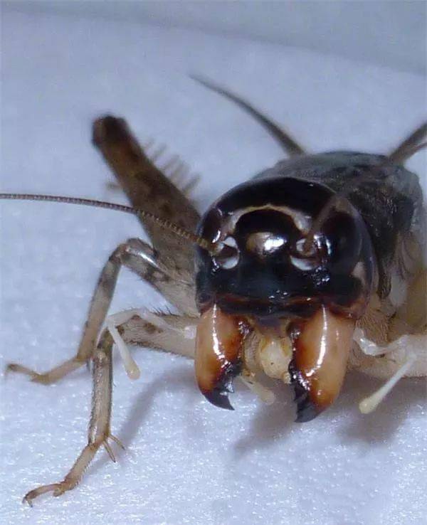 蜜蜡黄为早秋捉虫末期捕获,凌晨四点听叫,路过一残墙,闻见一阵急促叫