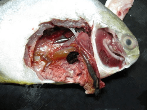 金鲳鱼内脏结构图图片