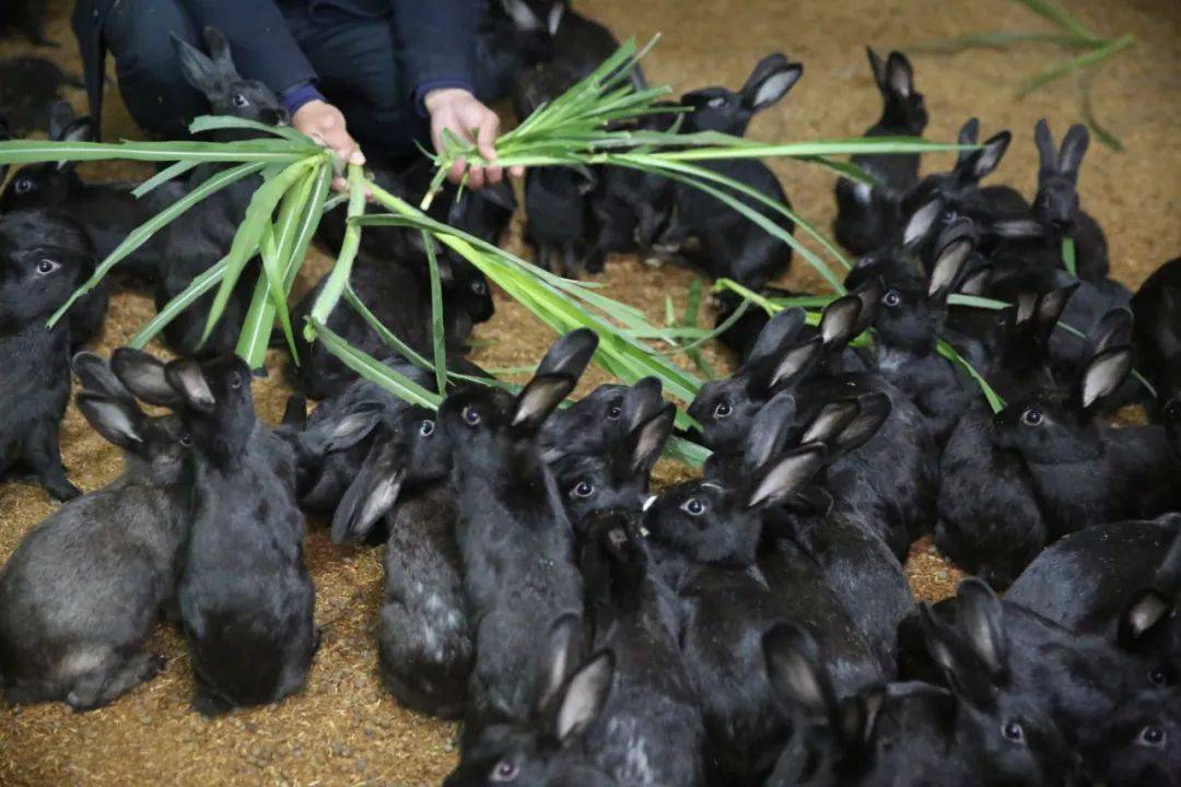 上杭老字号"通贤乌兔"是食,疗两用肉食品.