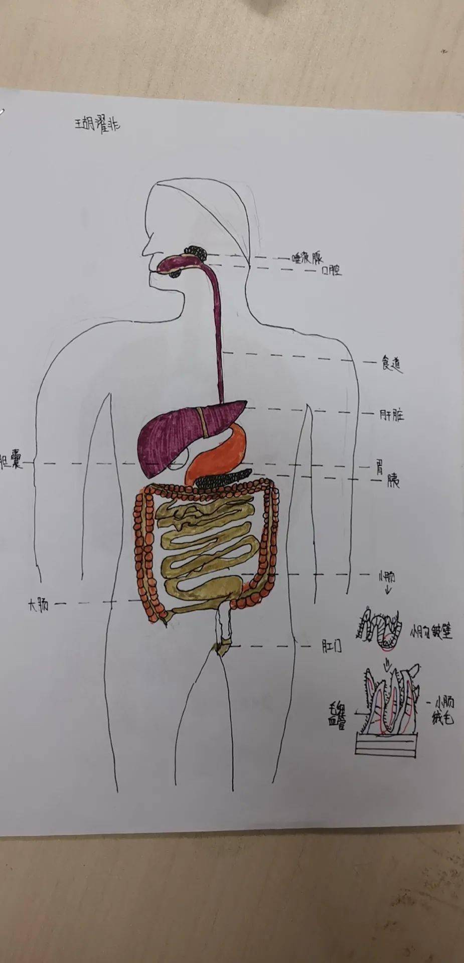七年级生物人体结构图图片
