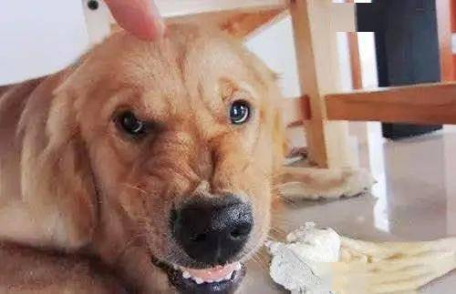 狗狗护食往往因为主人这些行为简单5招就能纠正护食