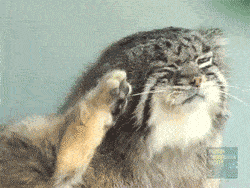 250_188gif 动态图 动图