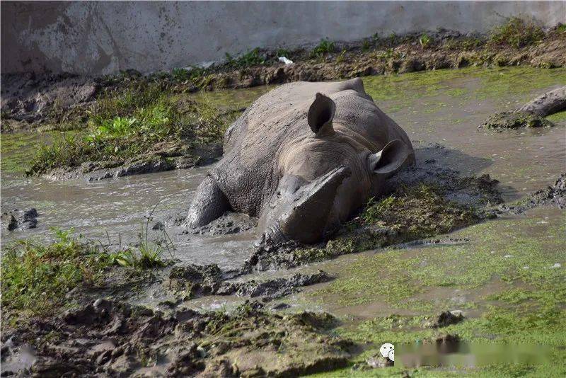 爱玩泥巴的白犀牛