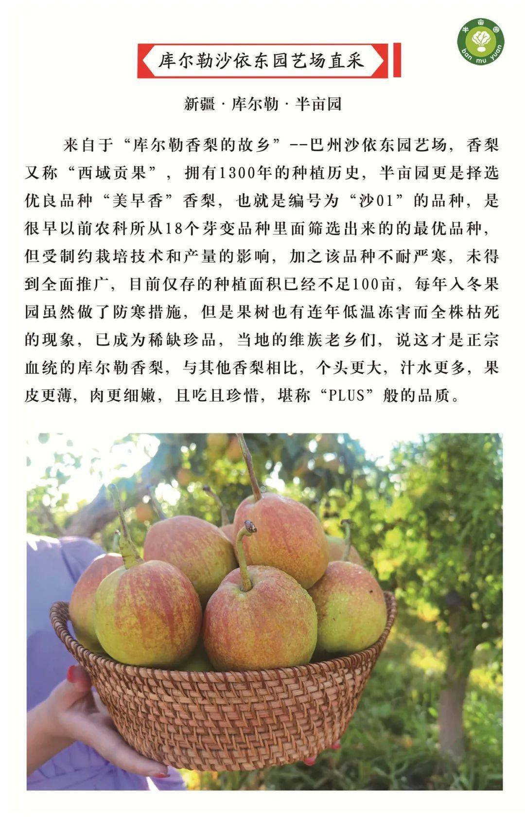 预售半亩园plus库尔勒香梨个大多汁皮薄核小清香来袭