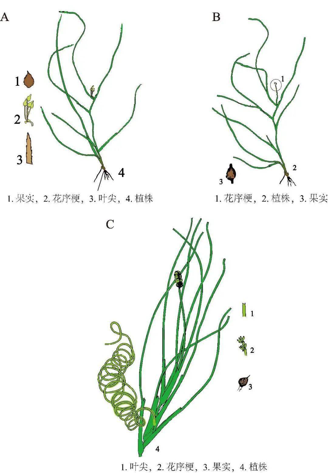 短柄川蔓草