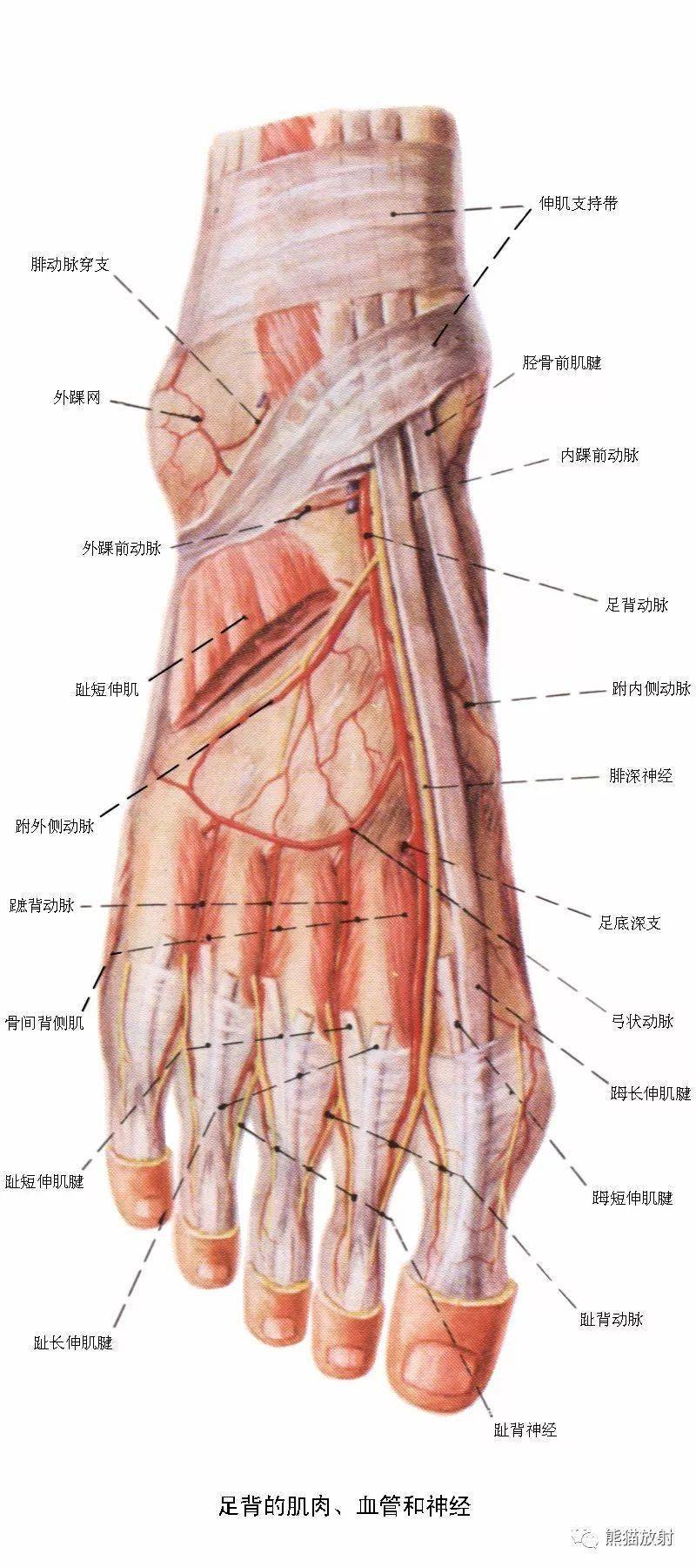 下肢血管解剖及cta檢查