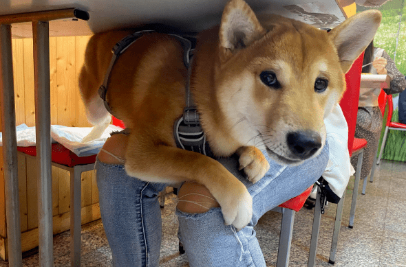 柴犬偶遇长腿"巨兽",它表情超浮夸,吓得求主人抱抱