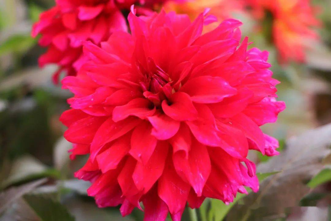 逛临夏花市丨全员沾花惹草