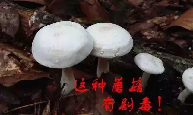 珍惜生命远离毒蘑菇
