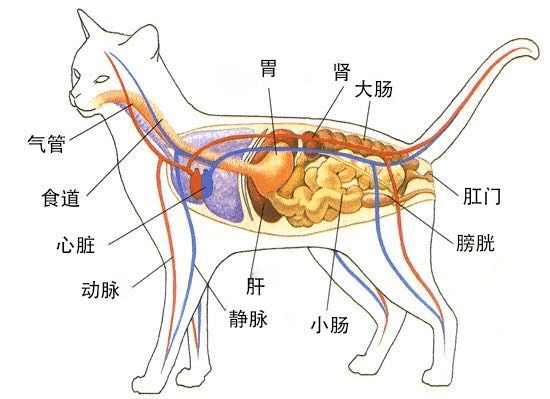 猫咪身体器官结构图图片