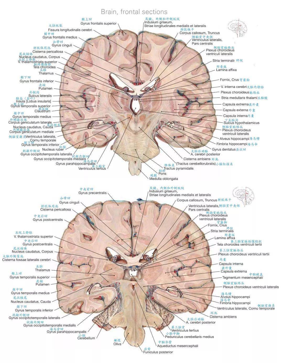 解剖顱腦斷層解剖圖譜標註到位值得收藏