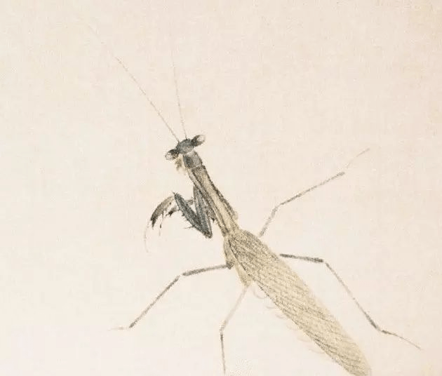 齐白石画螳螂,"斗"趣!