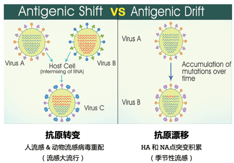 养殖户没必要关心病毒变异在谈“蓝”色变的