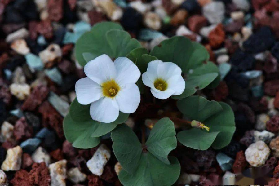 酢浆草已开200多种真的