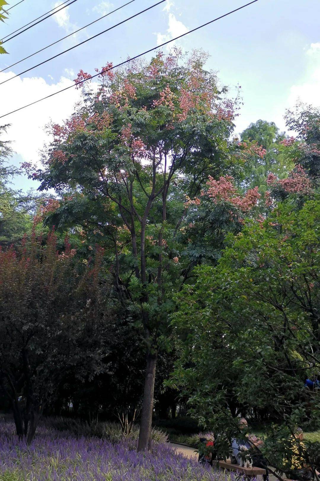 入秋时节到这份徐汇栾树导赏攻略请收好