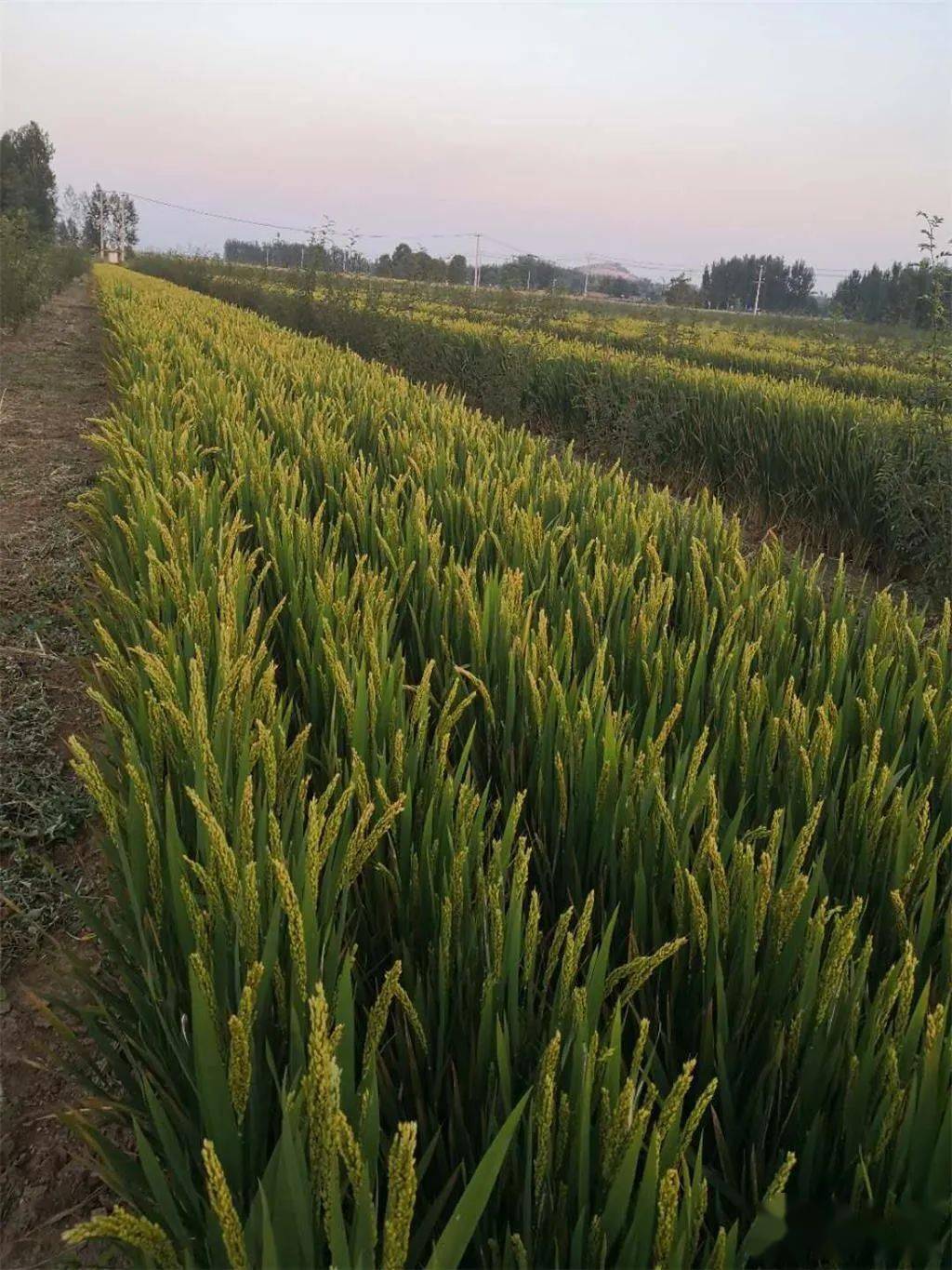 三年两茬旱稻 种养结合,"银王卞"调结构,转模式走稳致富路