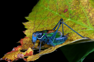 十一科学营 | 在城市郊野,与鸟语虫一起放飞自我_手机搜狐网