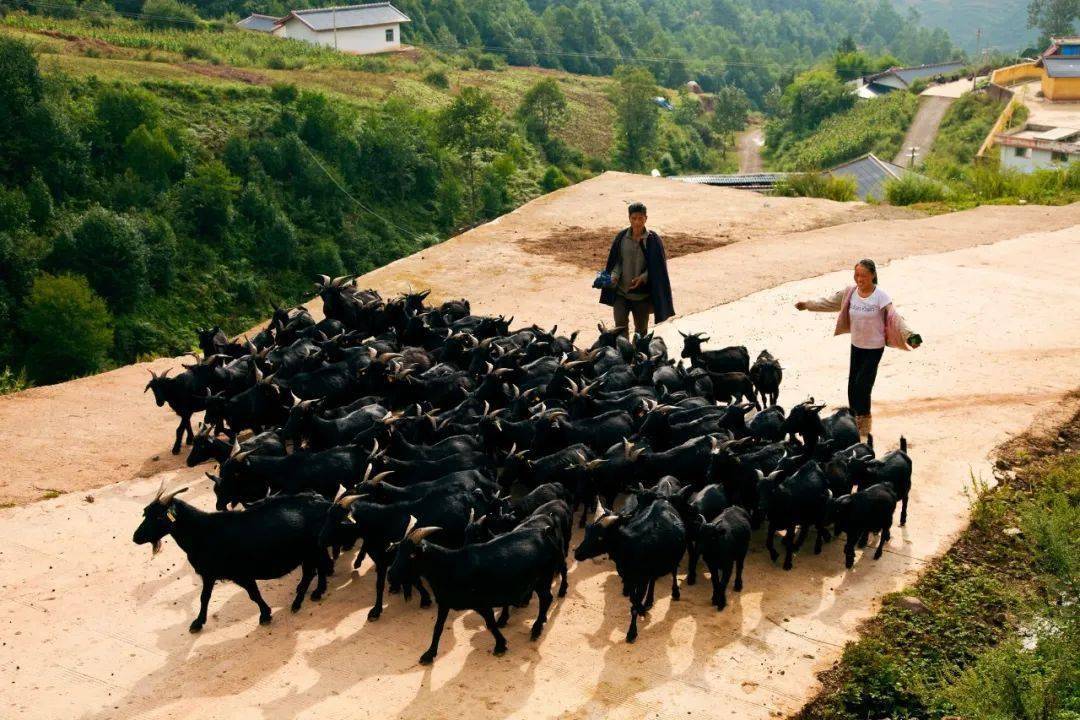 中国养羊第一县图片