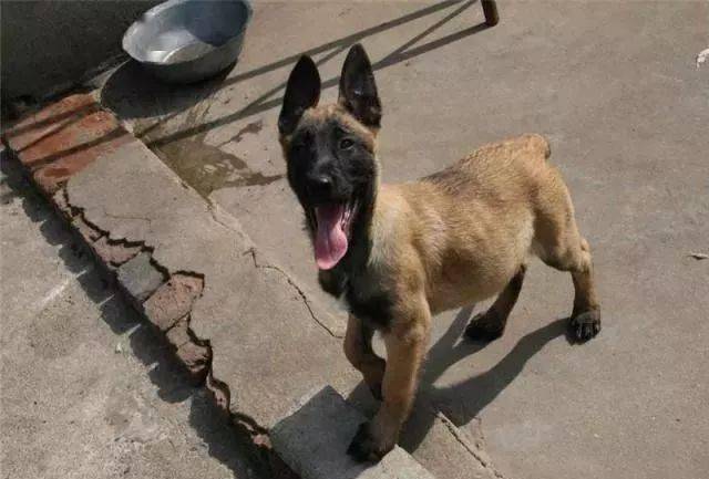 马犬训练有诀窍掌握技巧并非难事人人都能训好爱犬