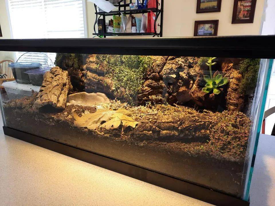 网友亲手打造了超美造景缸但是接下来养点什么好呢