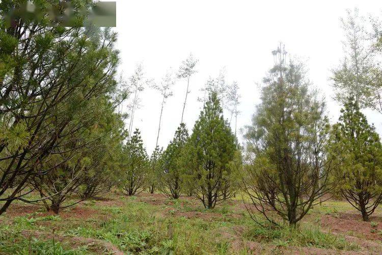 蓝田白皮松推介团走进拉萨西宁